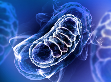 About Mitochondria Dysfunction
